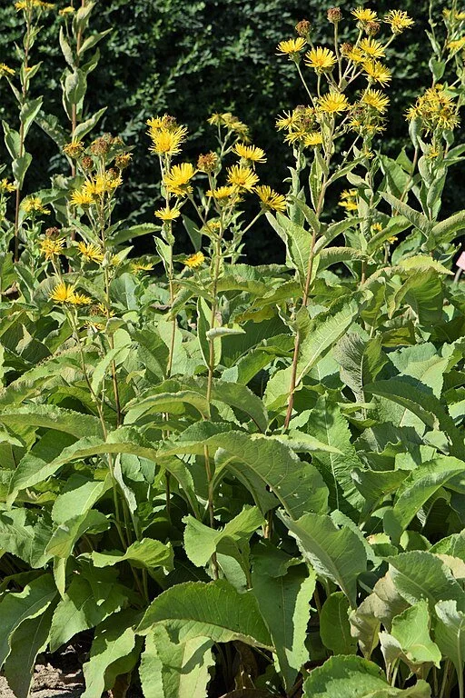 elecampane in flower.jpg