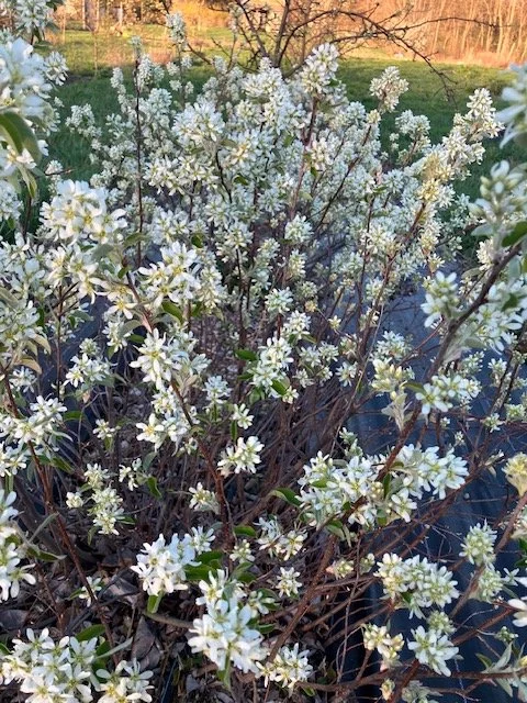 juneberry flowers.jpeg