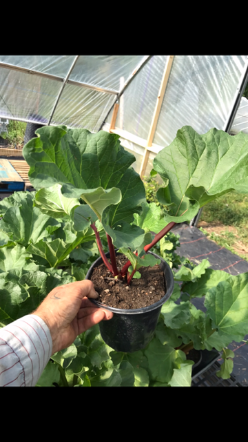rhubarb 1 gallon.PNG