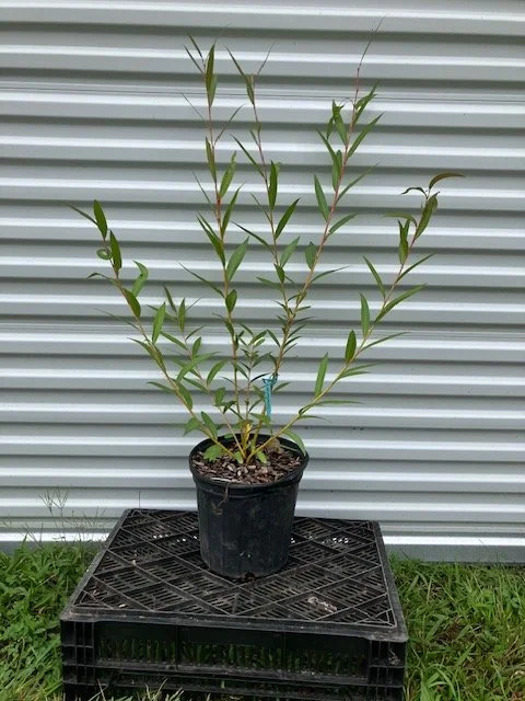 cardinalis willow 2 gal.jpeg