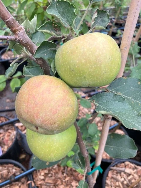 baldwin apple fruits.jpeg