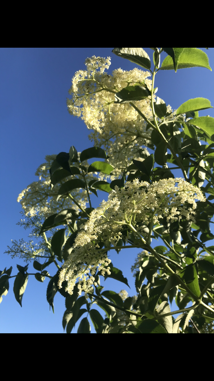 Elderberry, 2 gallon pot.