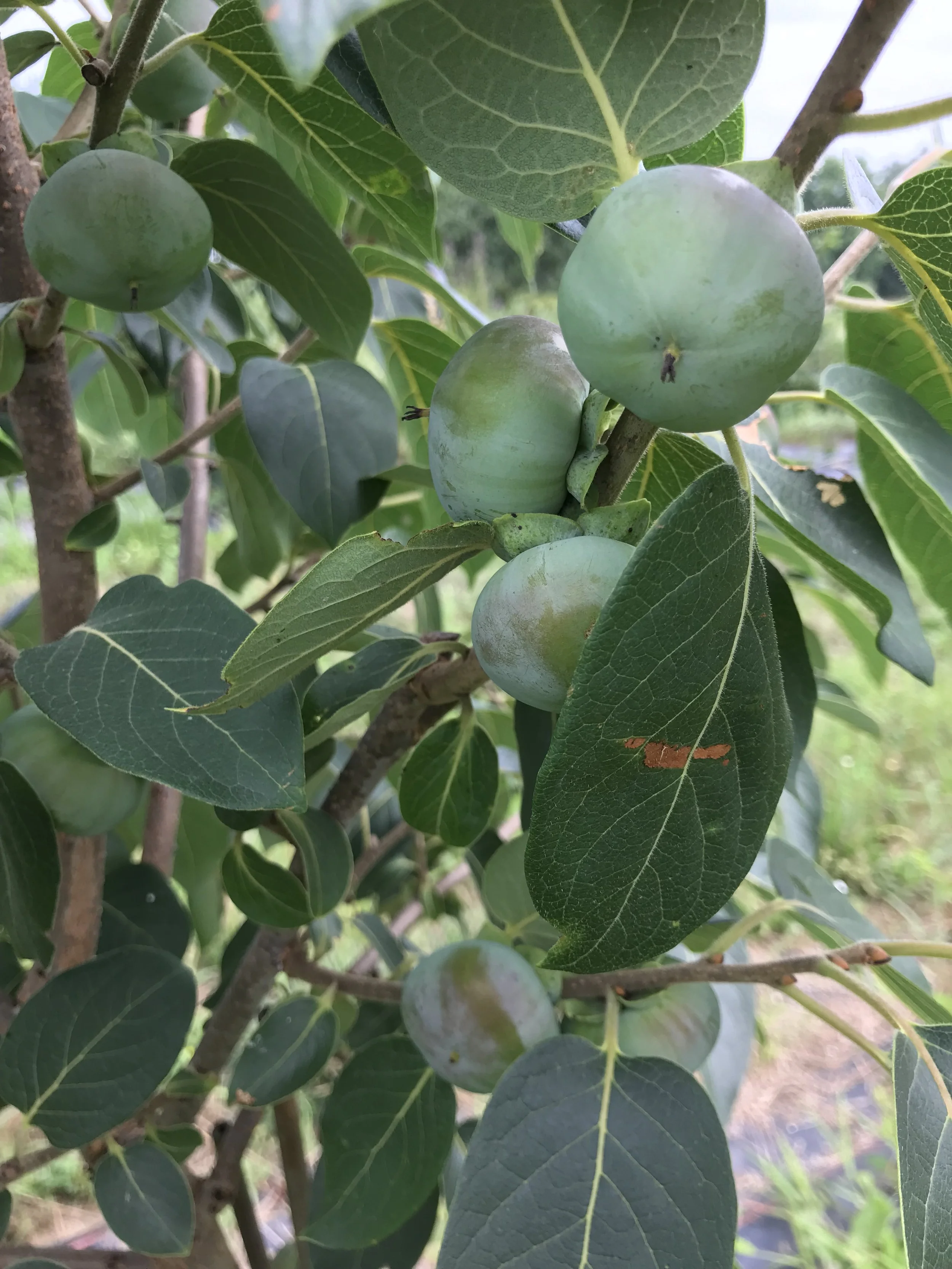 immature persimmon fruits.jpeg