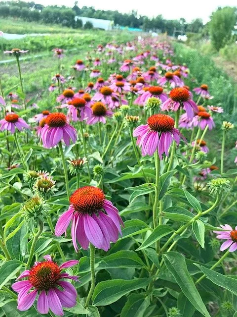 Echinacea, 4 inch peat pot.