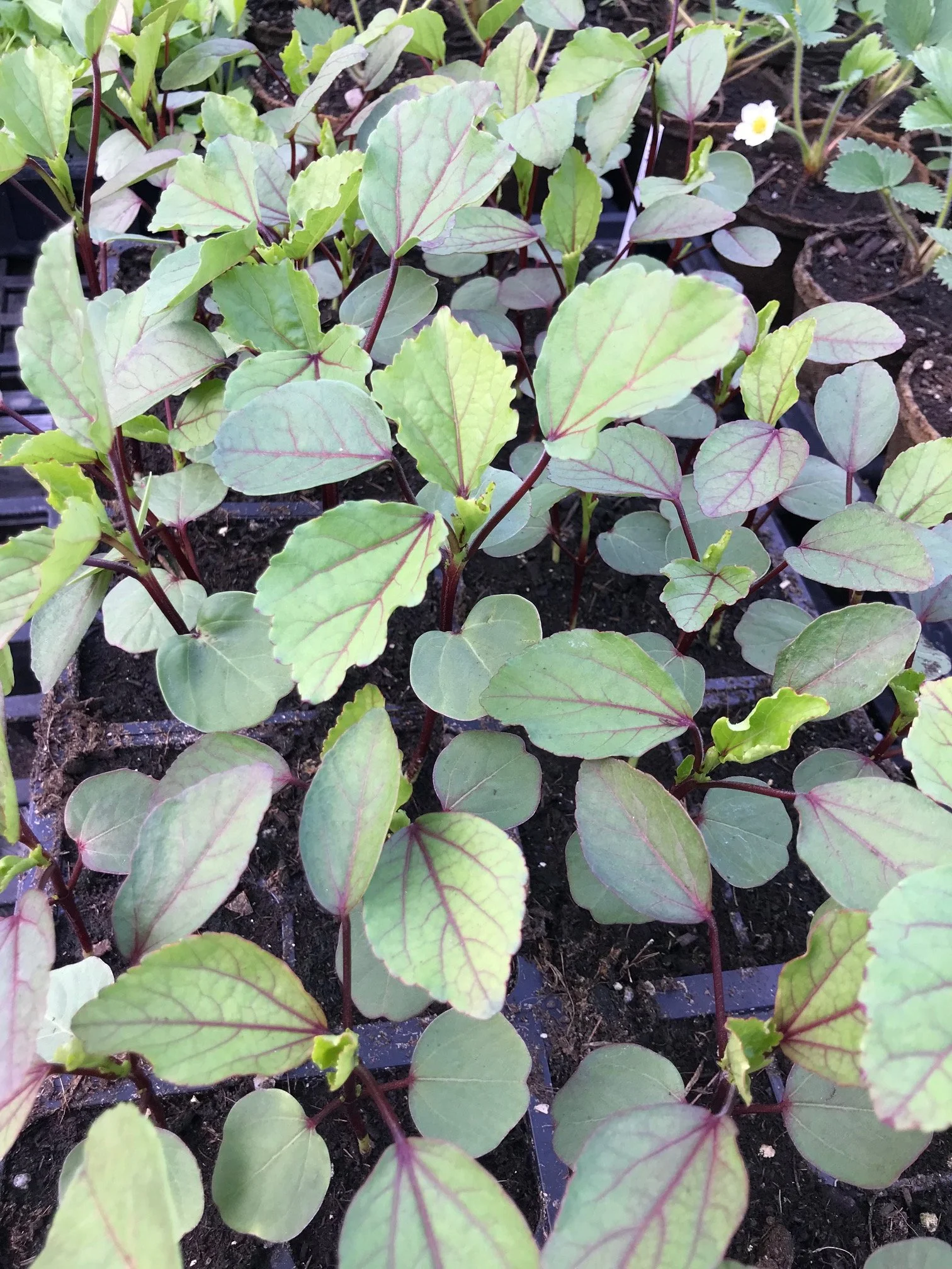 Hibiscus, 4 inch peat pot.