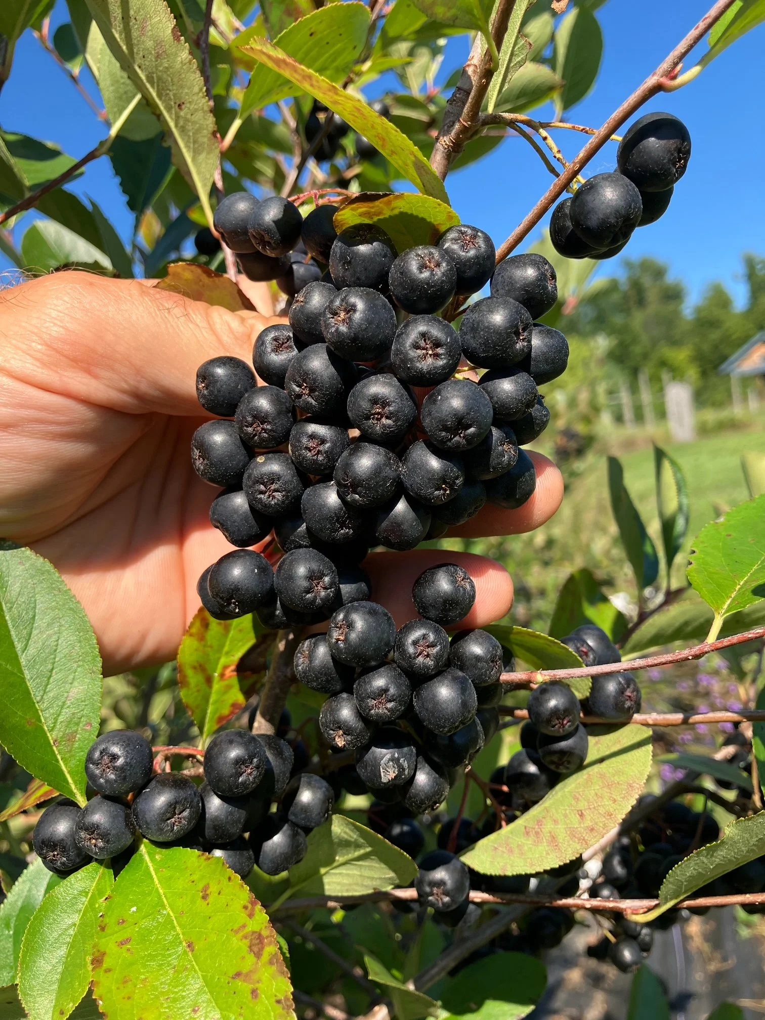 Aronia, 2 gallon pot