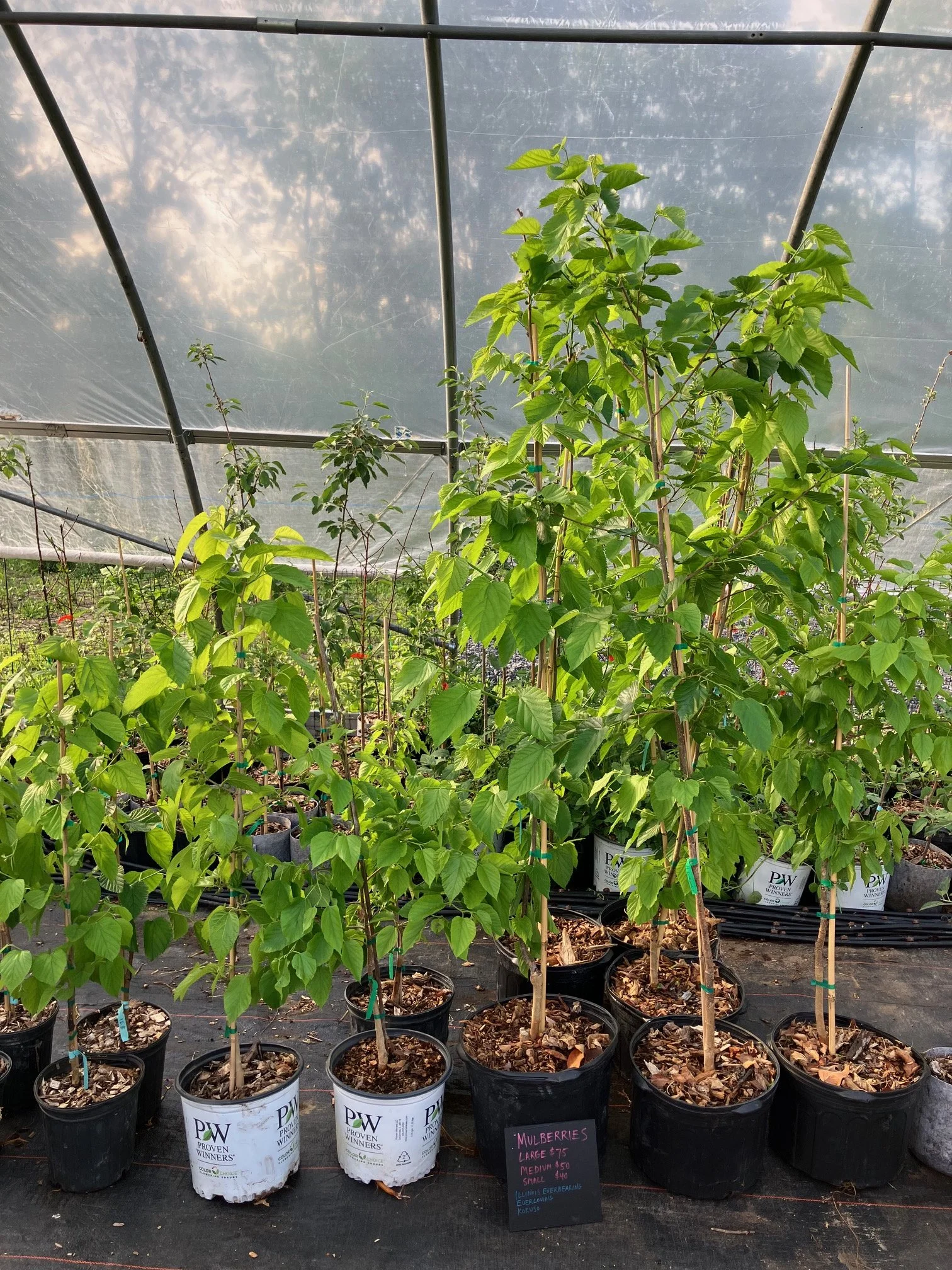 grafted mulberries.jpg