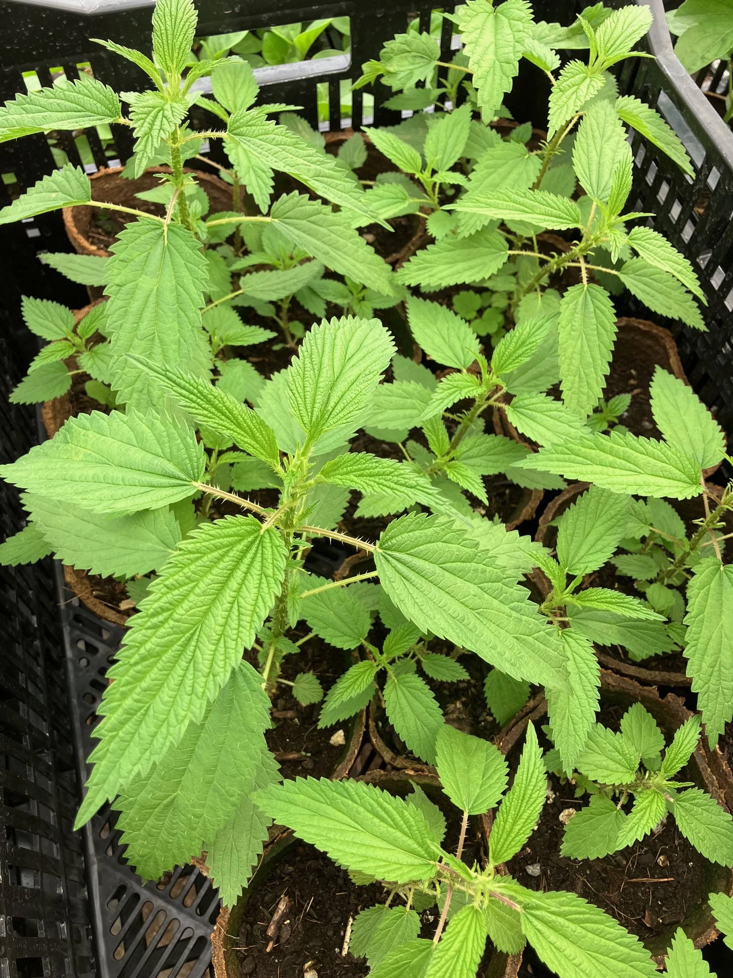 Stinging nettle, 4 inch peat pot.