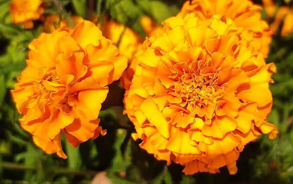 marigold flower.jpg