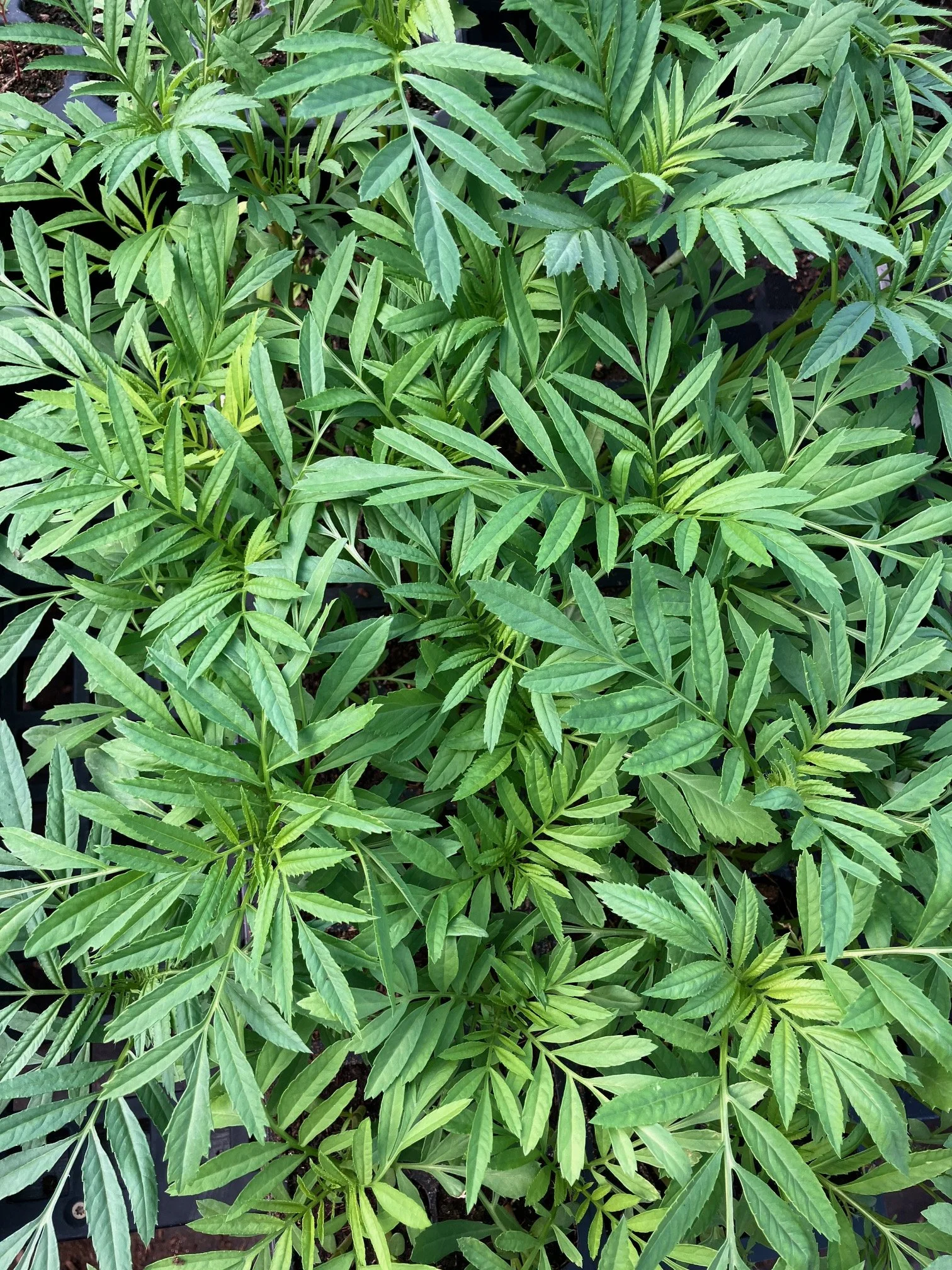 marigold seedlings.jpg