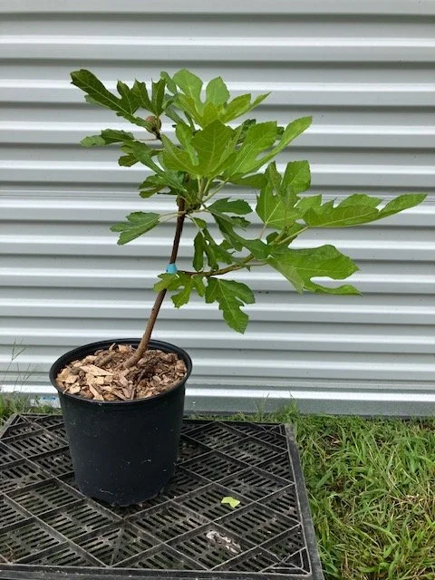 fig 2 gal.jpeg