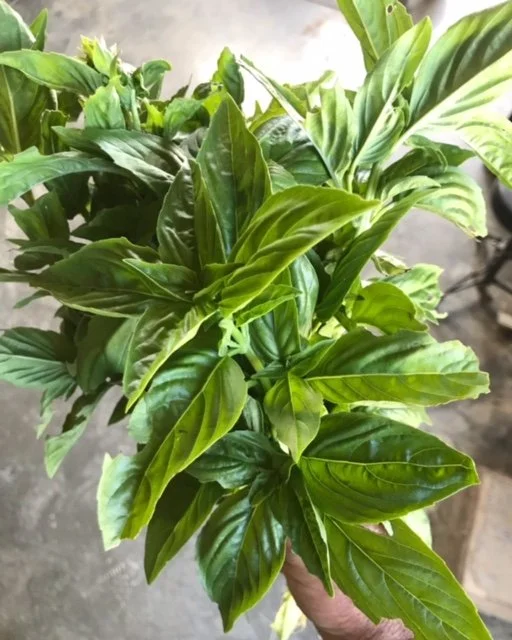 basil pic.JPG