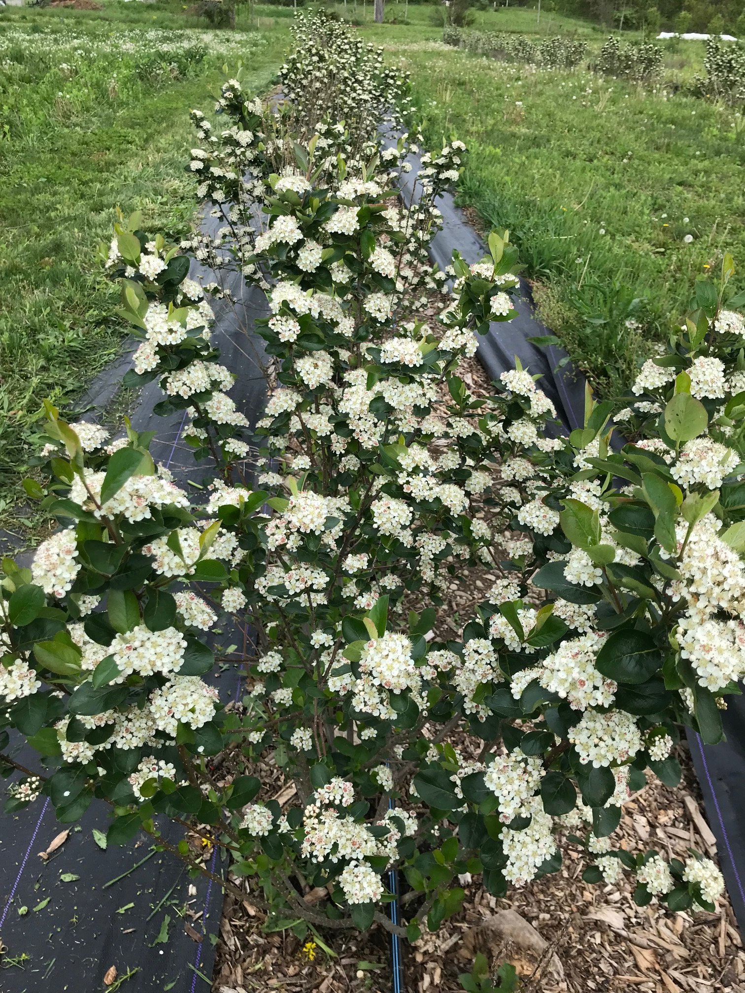 aronia flowers.jpg