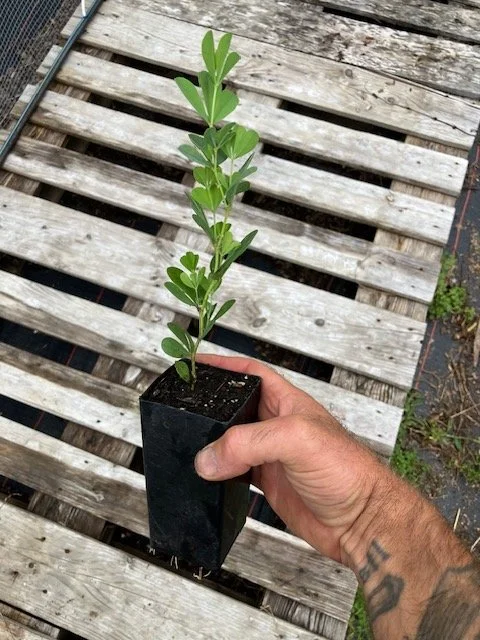 False Blue Indigo (Baptisia Australis), small deep pot.