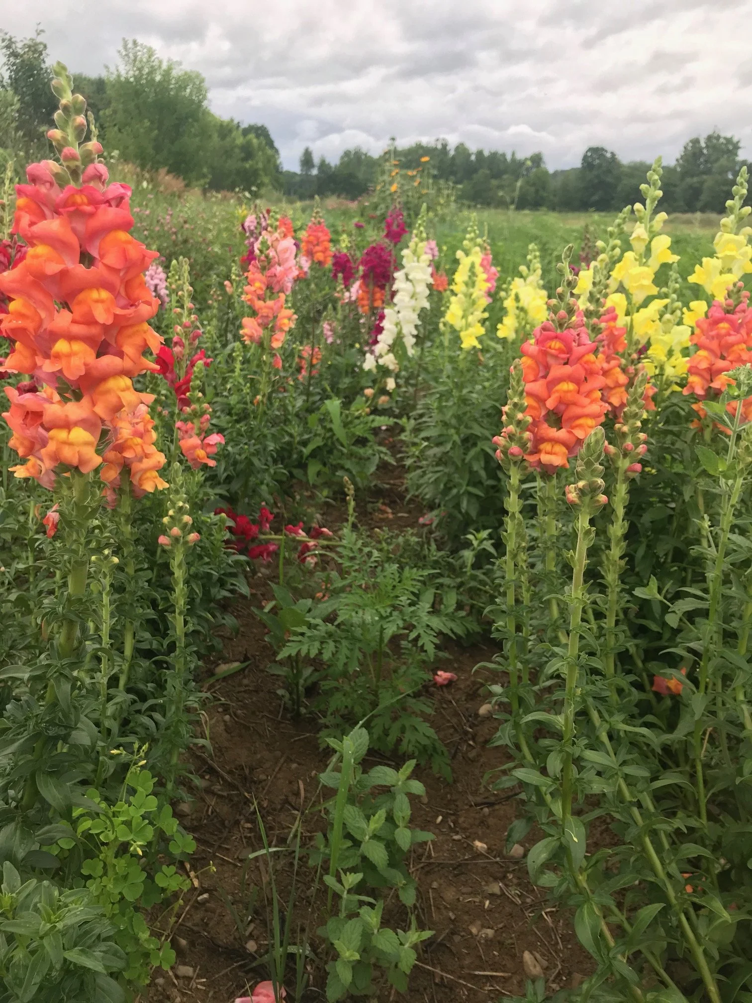 Snapdragons, 4 pack