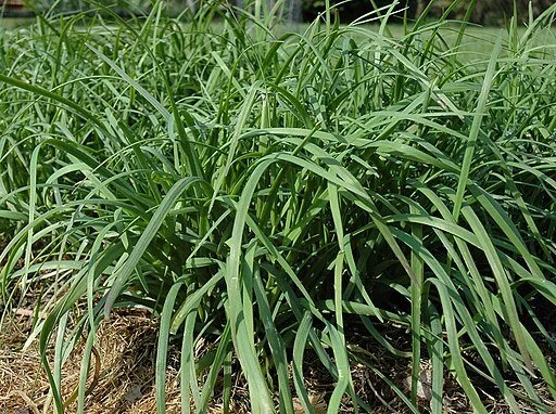 Garlic chives, 4 inch peat pot