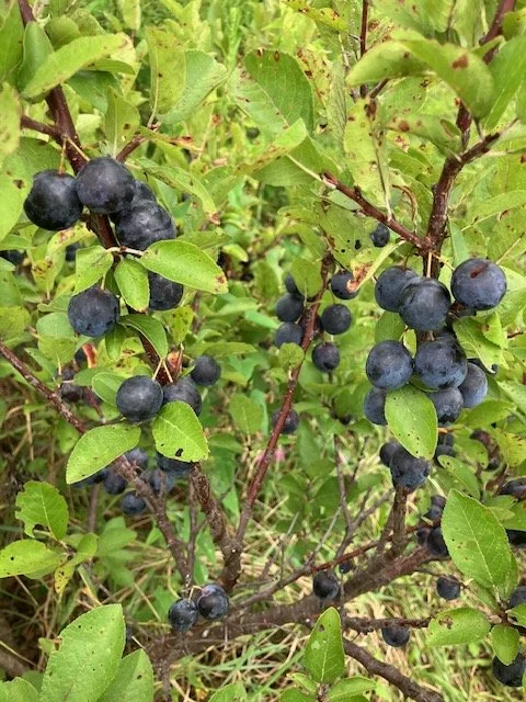 beach plum 2.jpeg
