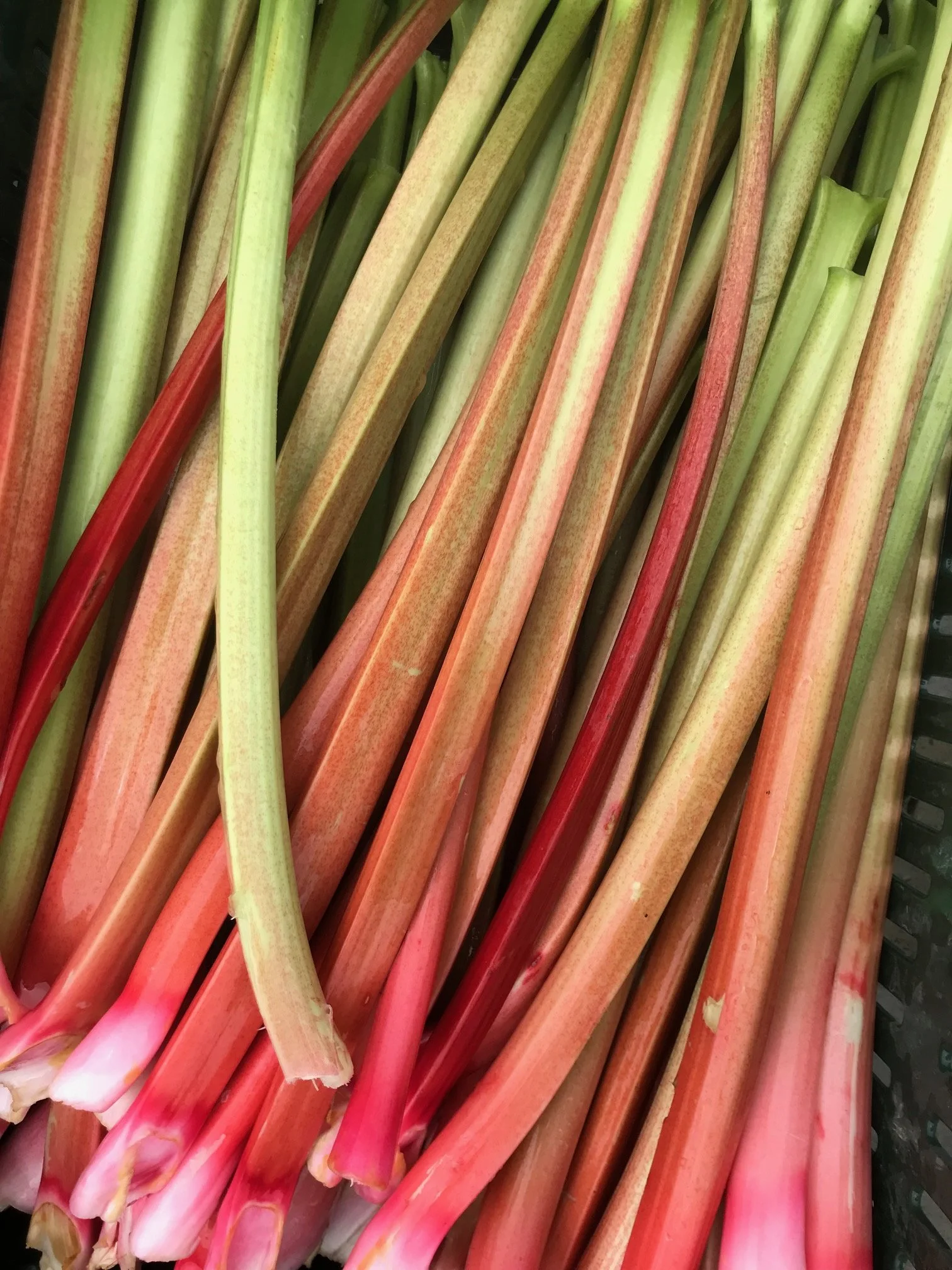 Rhubarb, 1 gallon pot