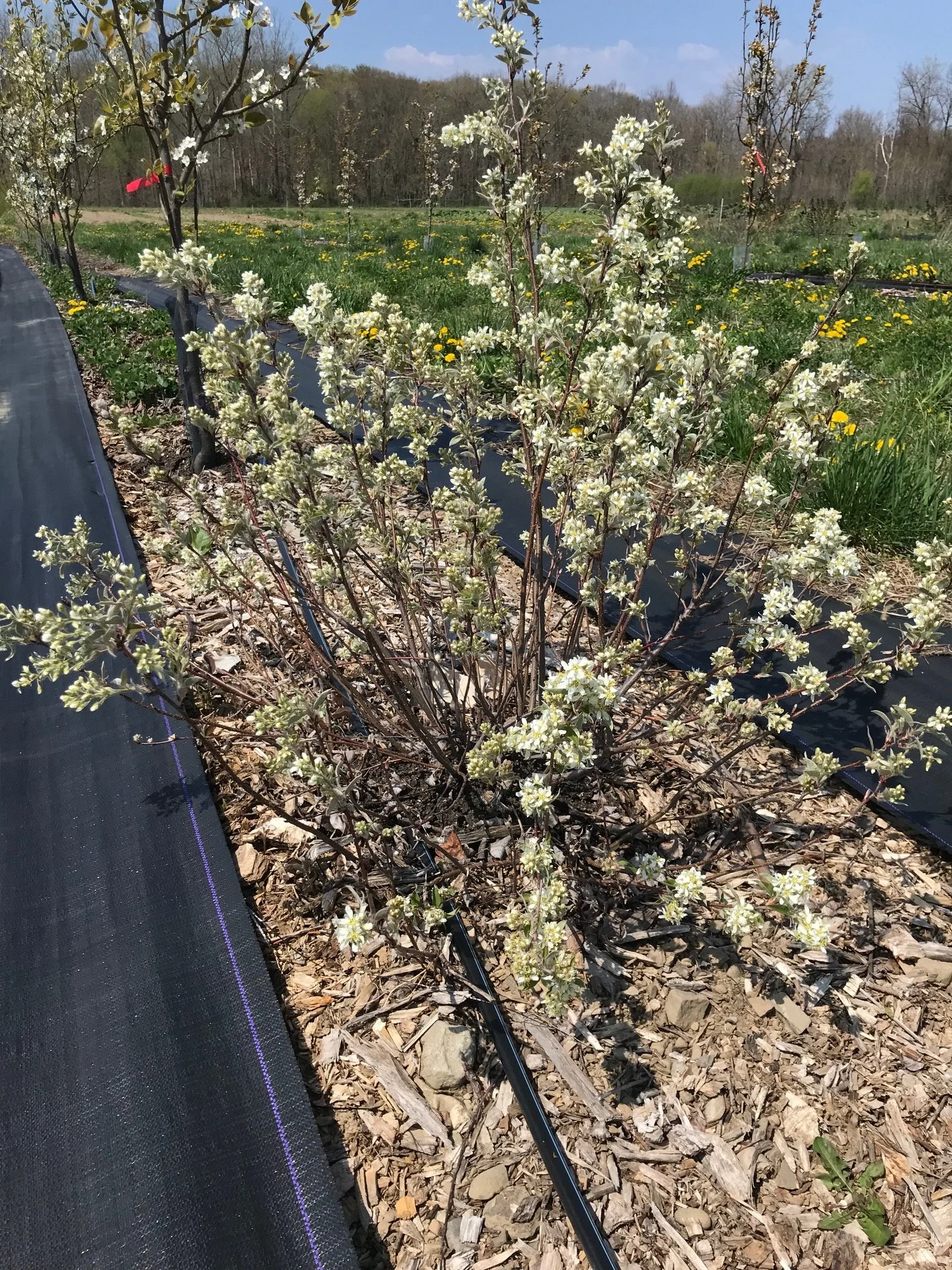 Juneberry, 1 gallon pot