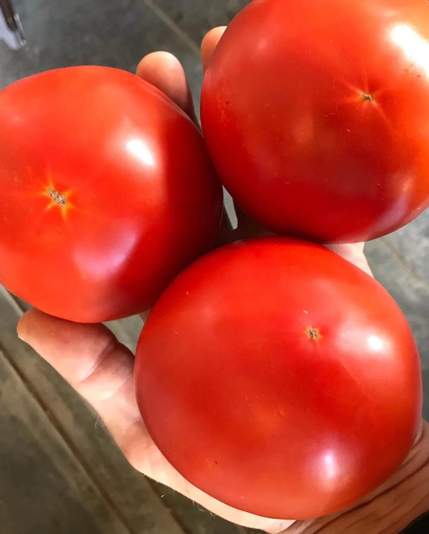 red tomatoes.JPG
