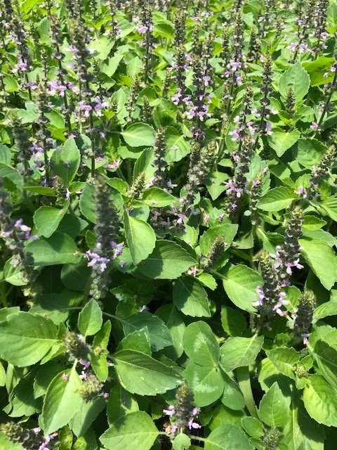 Tulsi, 4 inch peat pot