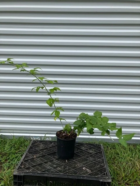 Jewel Black Raspberry, 1 gallon pot.