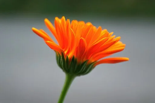 single calendula flower wiki.jpg