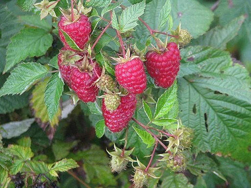 Raspberry plant, one gallon pot.