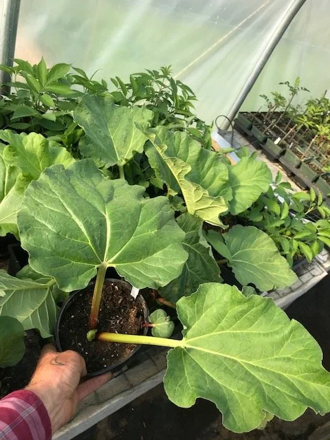 rhubarb plant.jpg