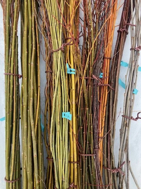 mixed willow cuttings.jpeg