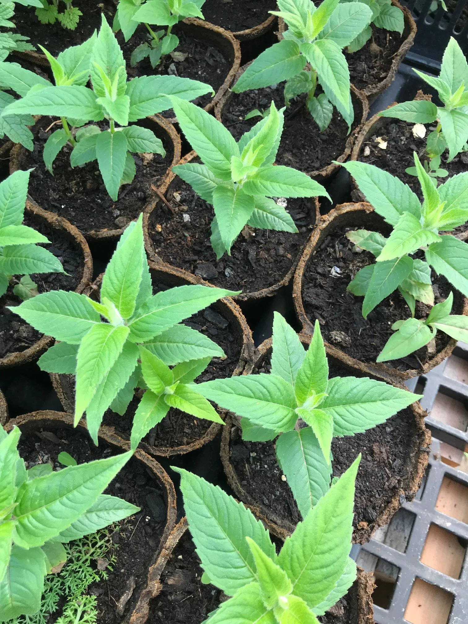 Bee Balm, 4 inch pot