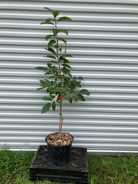 American Persimmon seedling, 3 gallon