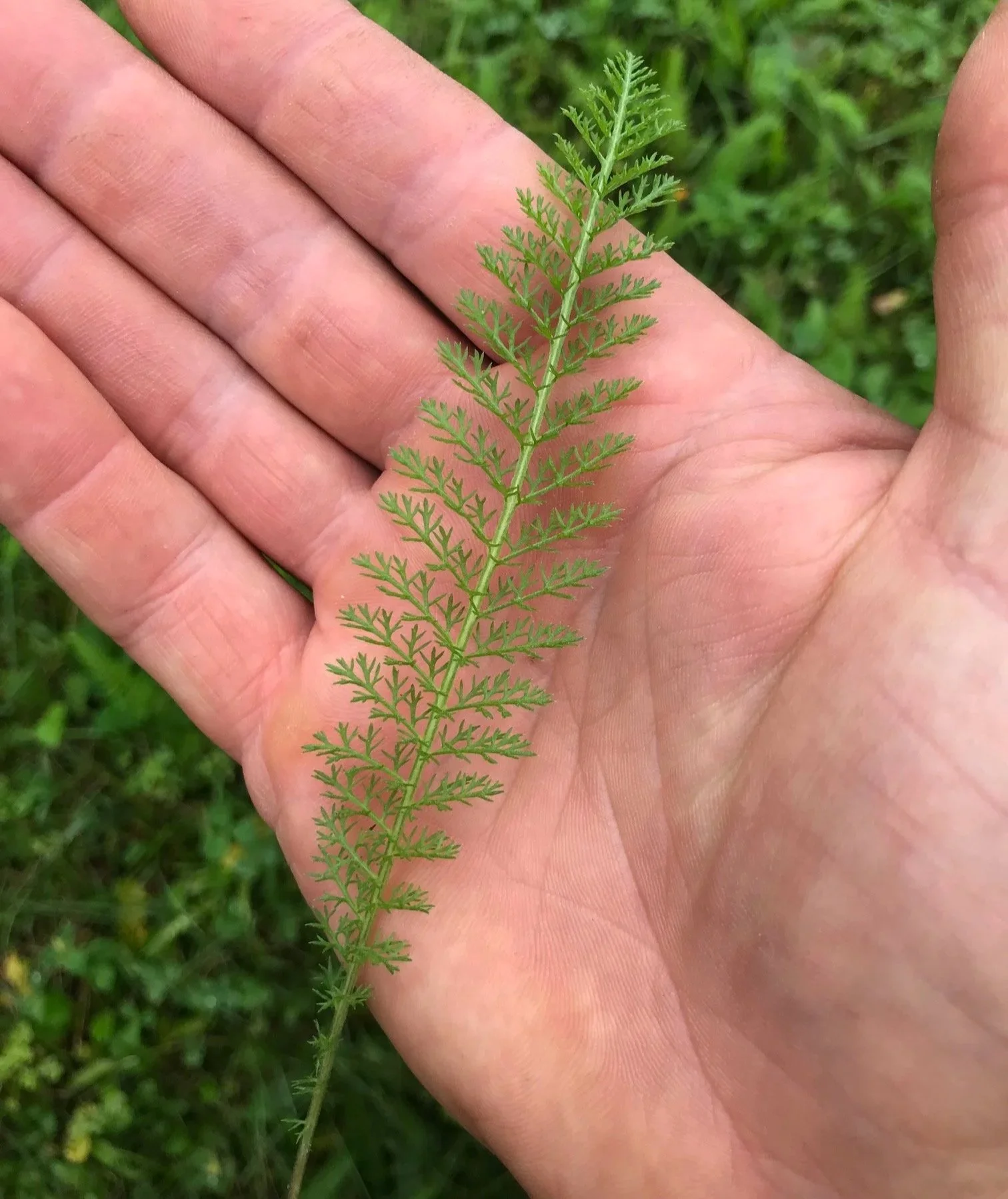 yarrow+leaf.jpg