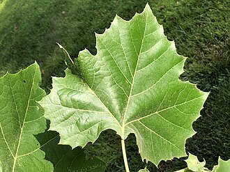 sycamore leaf wiki.jpg