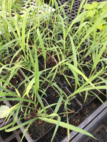 lemongrass+seedlings.png
