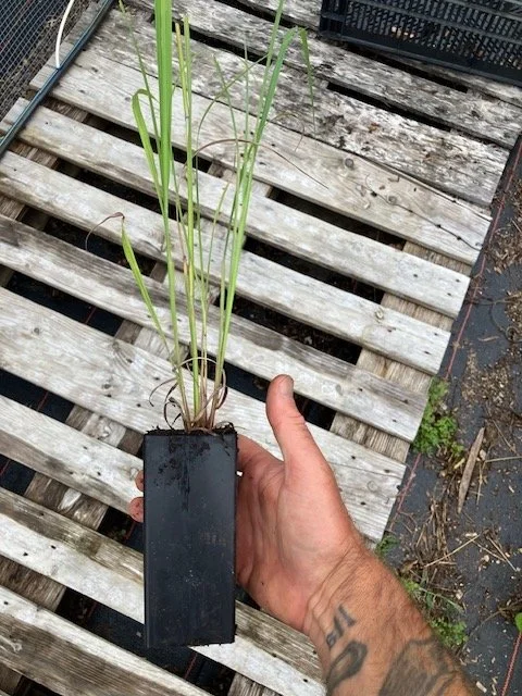 big bluestem small deep pot.jpeg