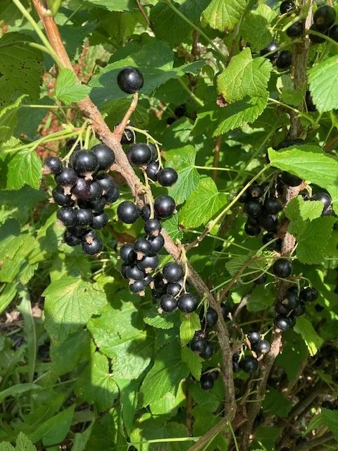 black currant fruit.jpeg
