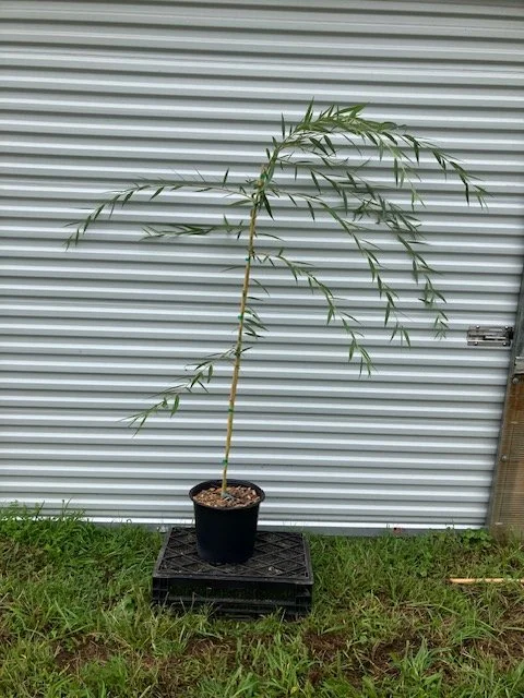 weeping willow 3 gal.jpeg