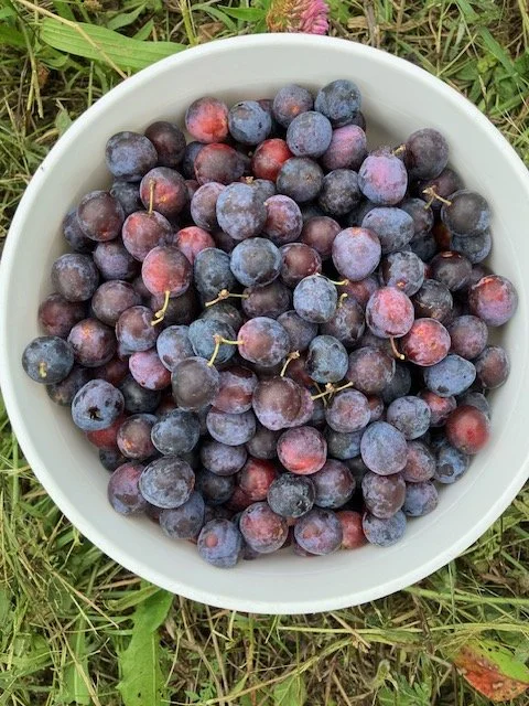 Beach Plum, 1 gallon pot.