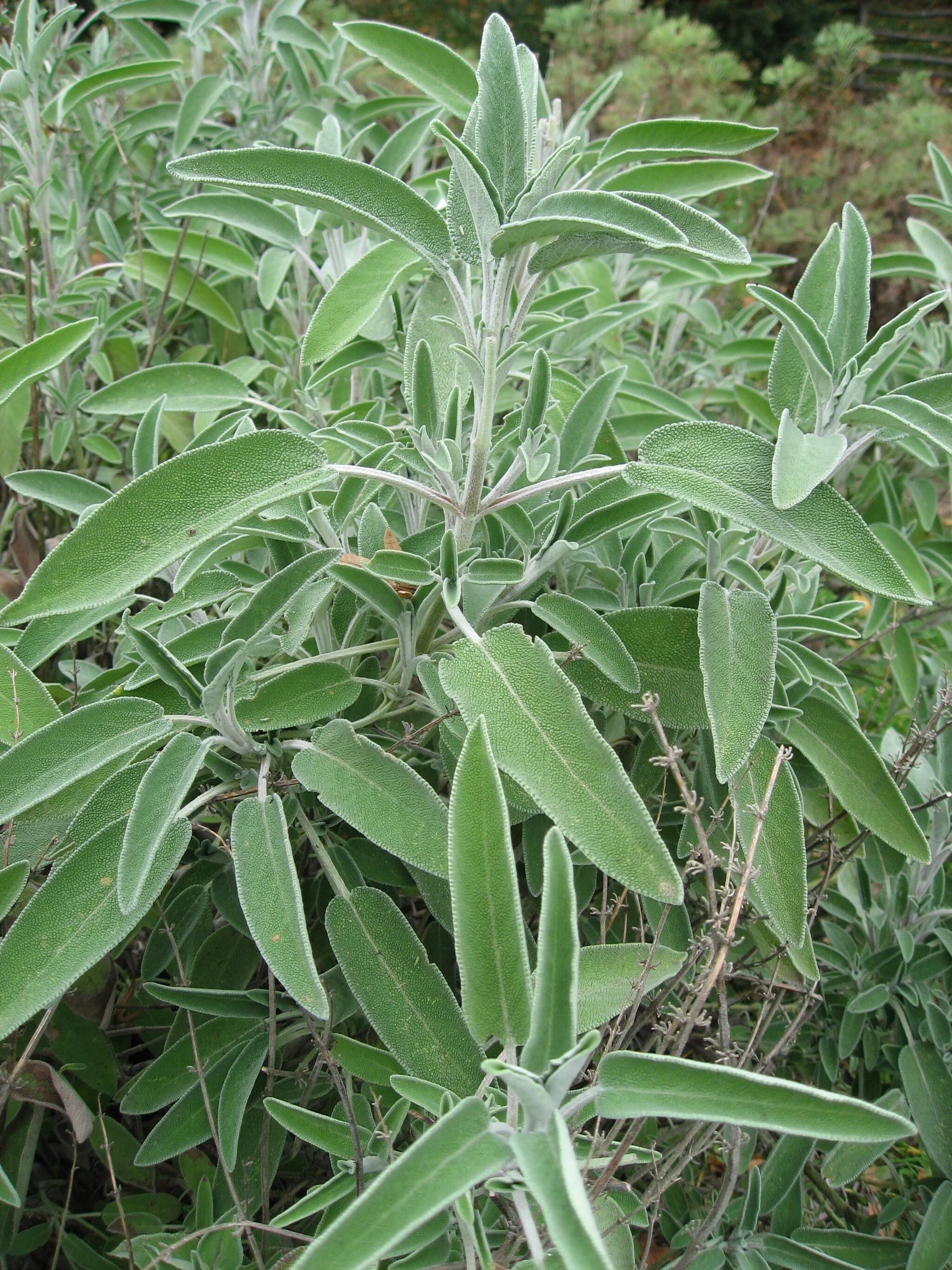 Sage, 4 inch peat pot