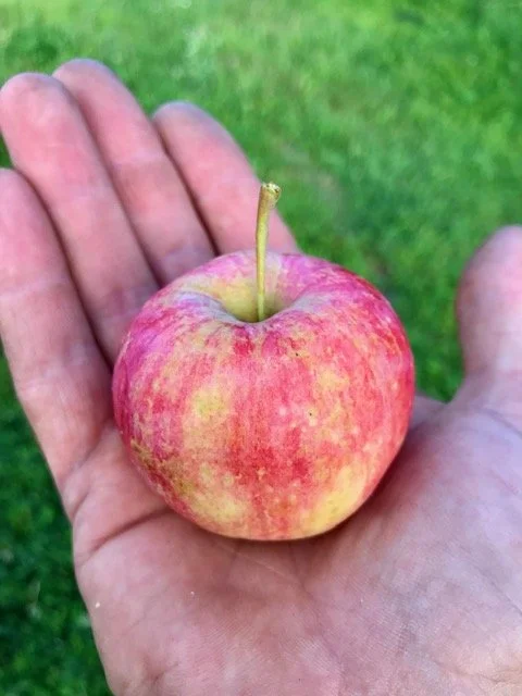 apple fruit.jpeg