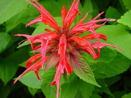 bee balm flower.jpg