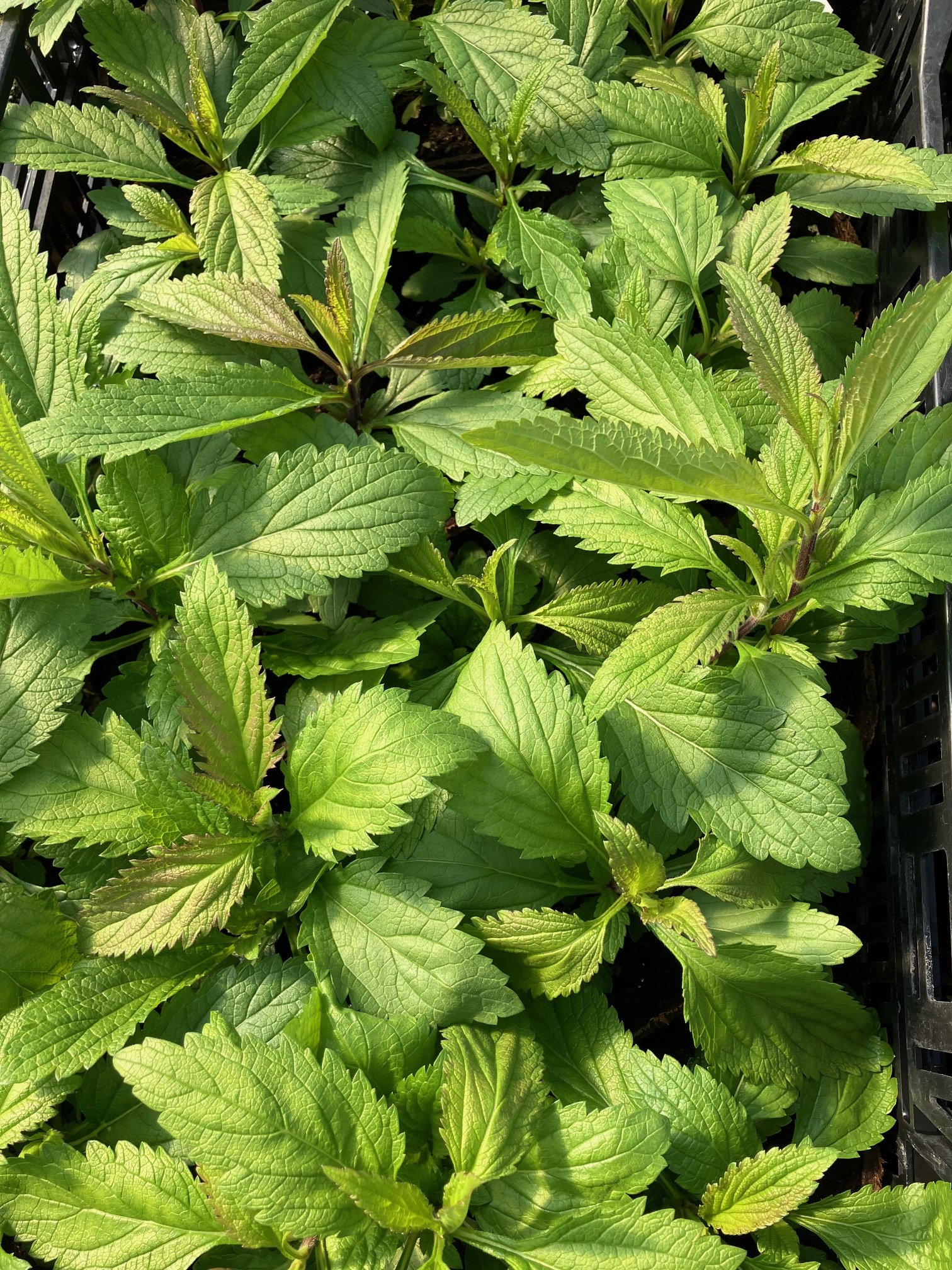 blue verv seedlings.jpg