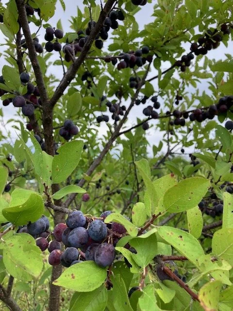 beach plum 1.jpeg
