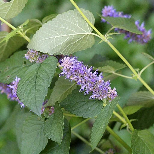 anise hyssop flower.jpg