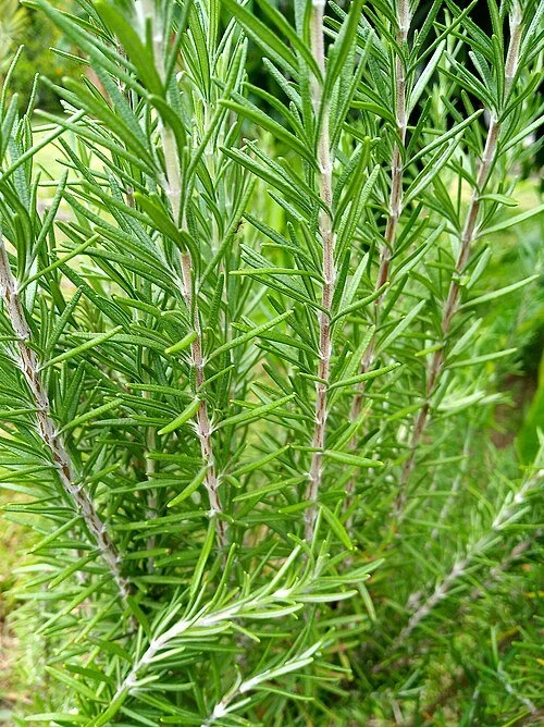 rosemary wiki.jpg