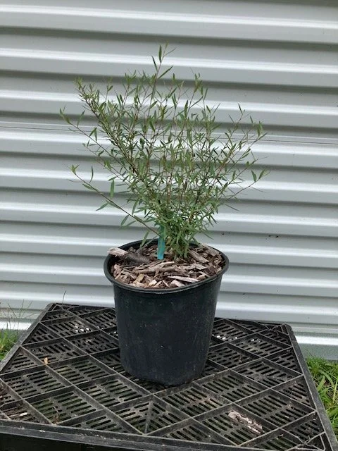 blue leaf arctic willow 2 gal.jpeg