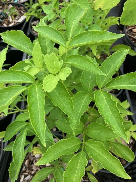 small potted elderberry.jpeg