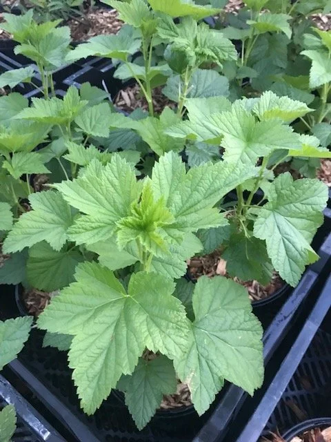 black currant plant.jpg