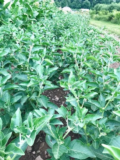 ashwagandha plant.jpg